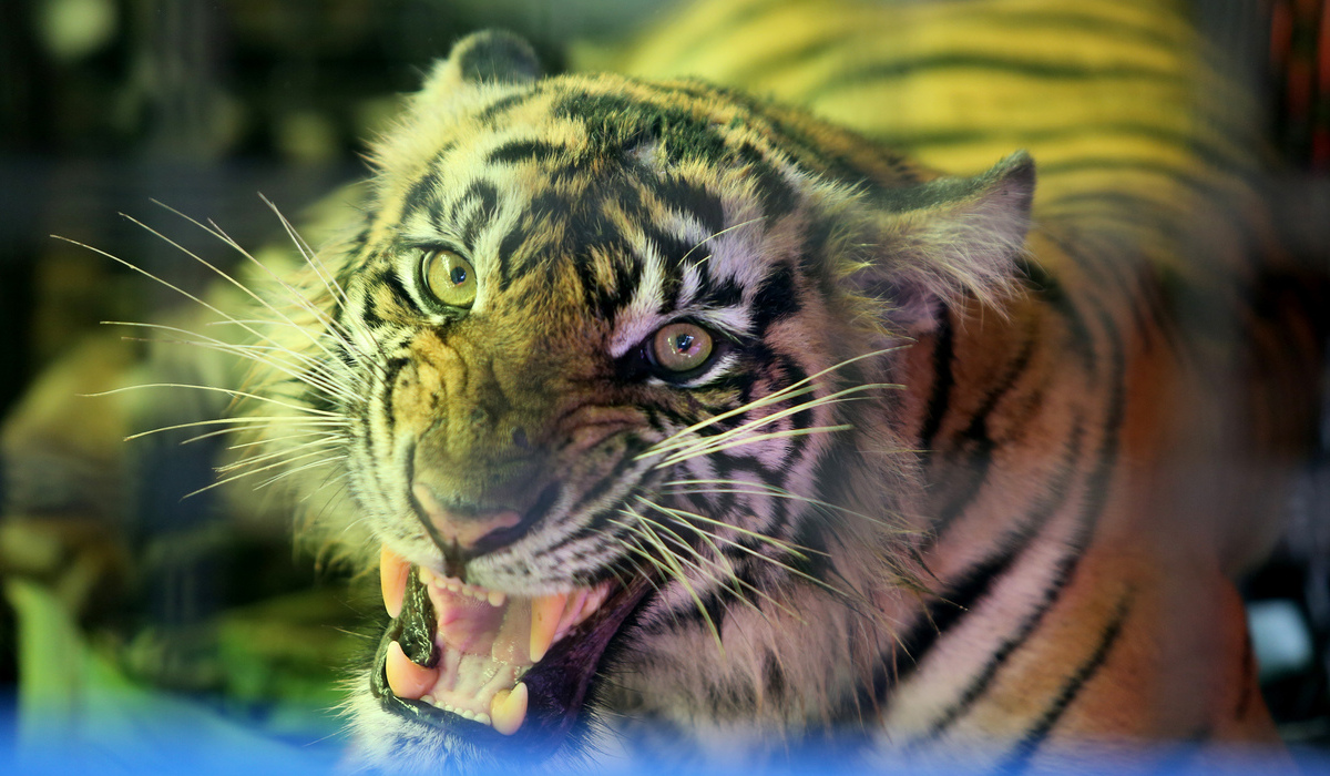 Tim Gabungan Diterjunkan Respons Konflik Harimau-Manusia di Lampung Barat