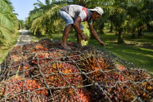 Ilustrasi perkebunan kelapa sawit
