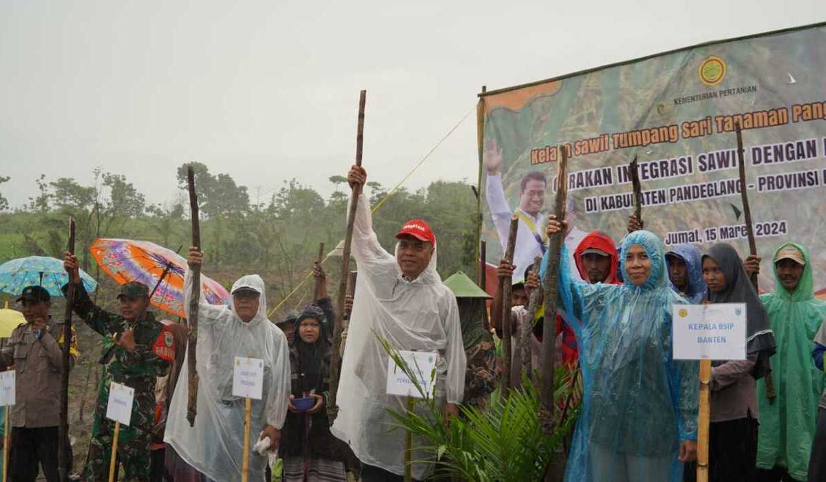 Program Kelapa Sawit Tumpang Sari Tanaman Pangan (Kesatria) Kementan bersama Kelompok Tani Tanjungan di Banten.