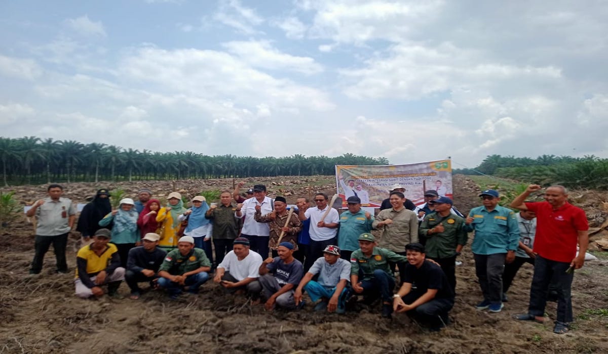 Penanaman padi Gogo di Siak, Riau