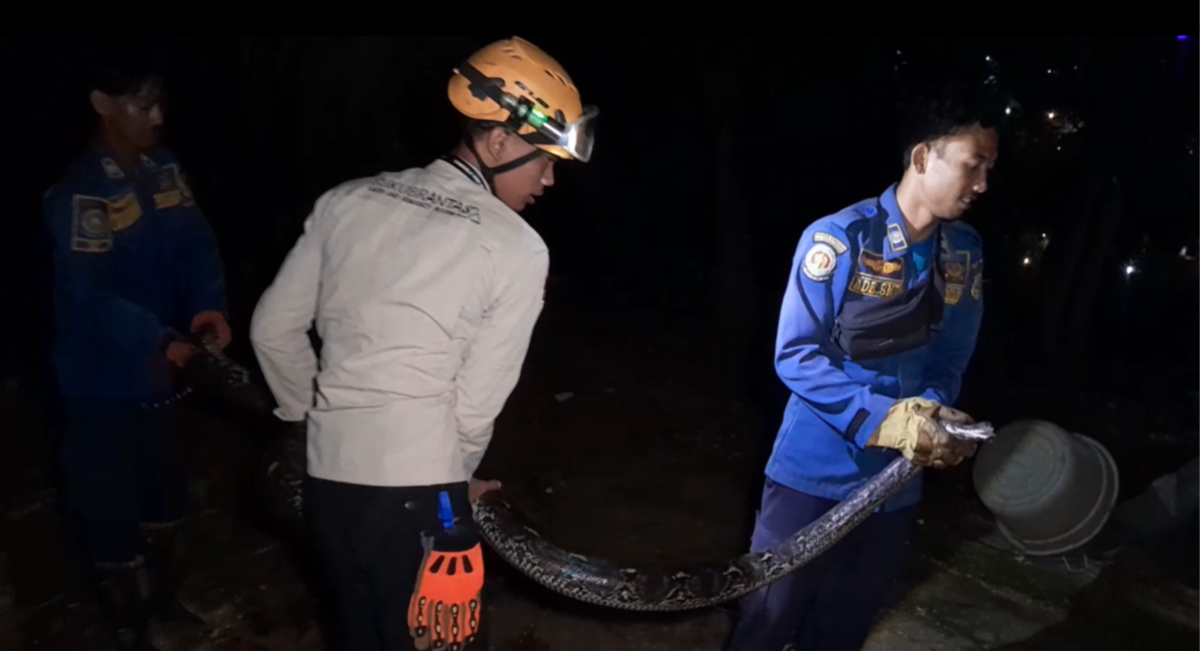 Petugas mengevakuasi ular sanca sepanjang lima meter.