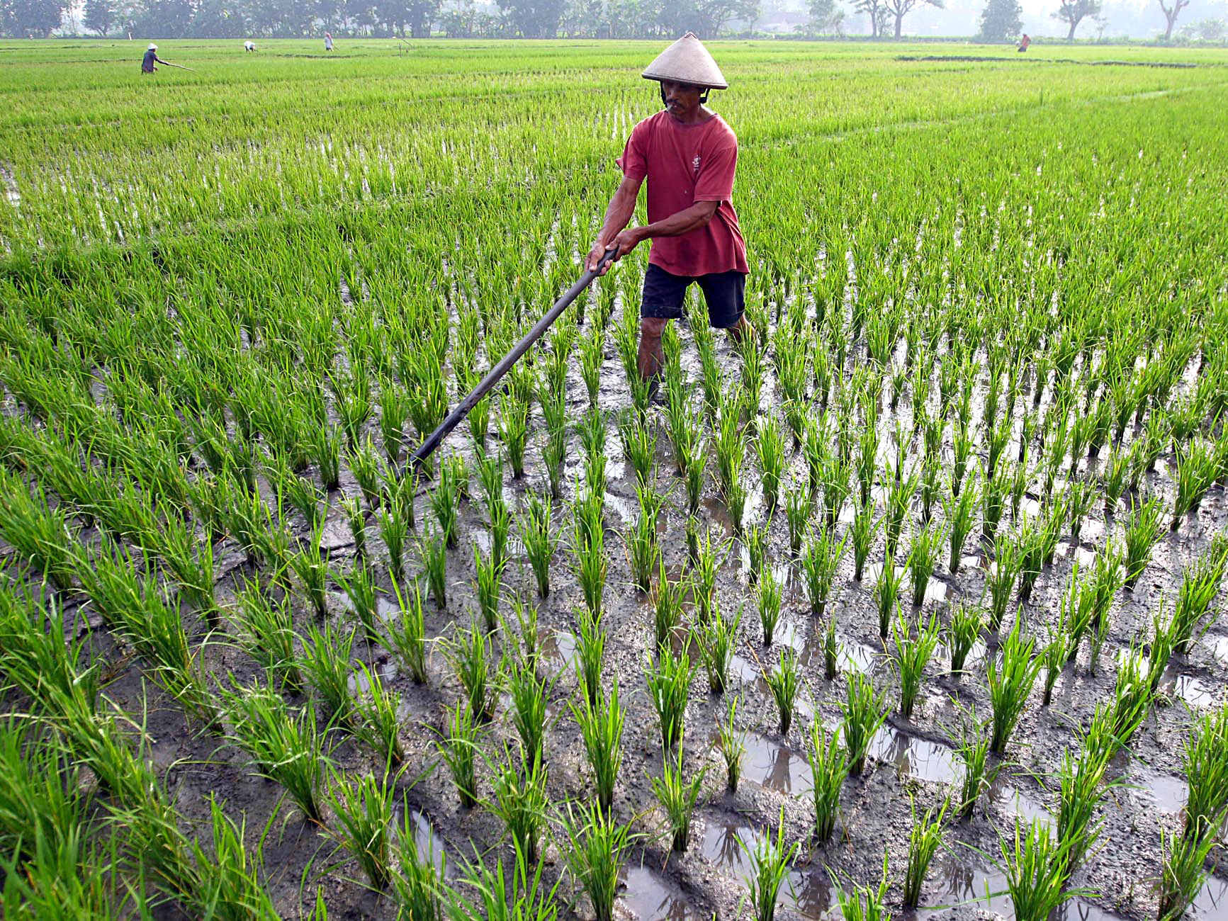  Seorang petani sedang membersihkan tanaman rumput di sekitar tanaman padi di areal persawahan di Bantul, Yogyakarta.