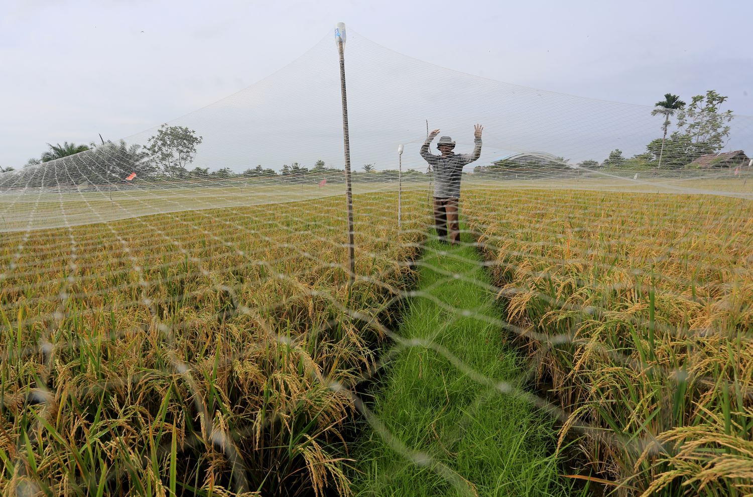 Produksi Beras Nasional Anjlok 440 Ribu Ton