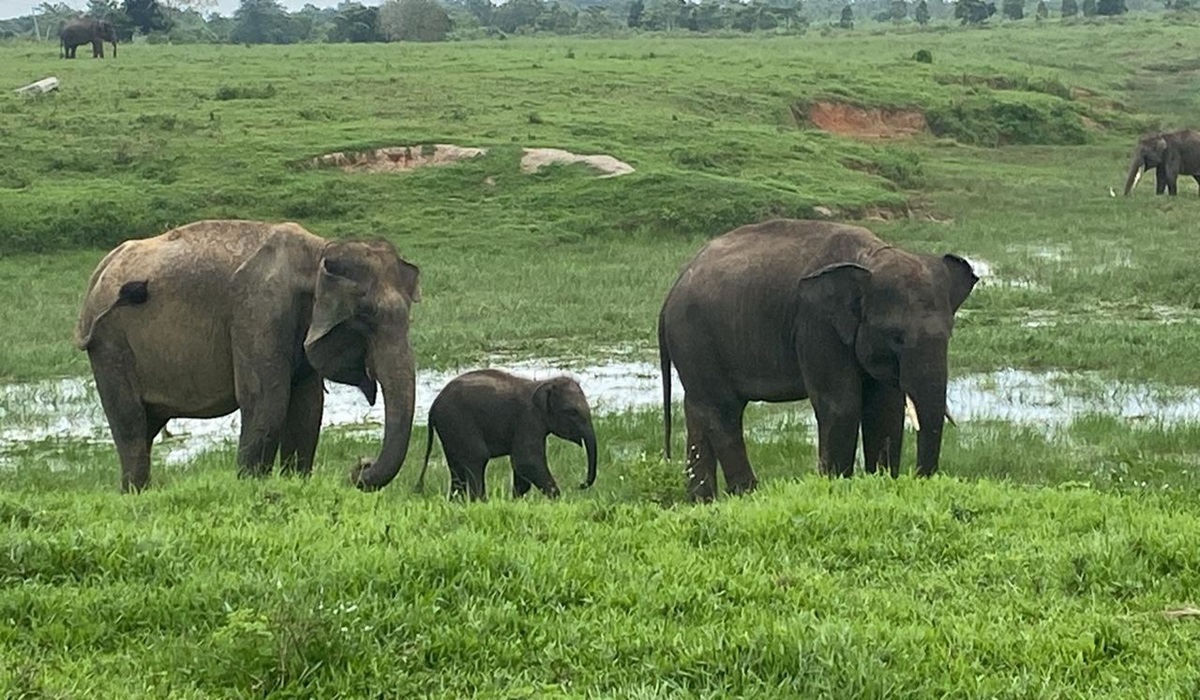 Suasana Taman Nasional Way Kambas, Minggu (17/3). Nampak para gajah sedang asyik mencari makan. 