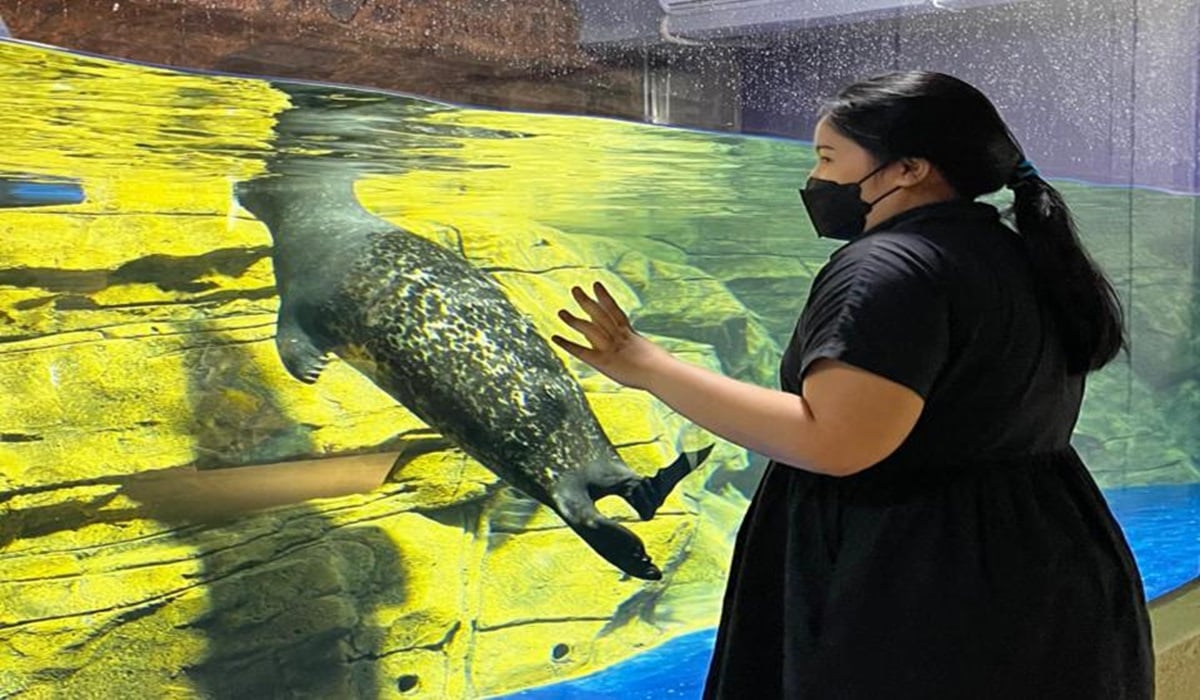 Anjing laut di Jakarta Aquarium & Safari