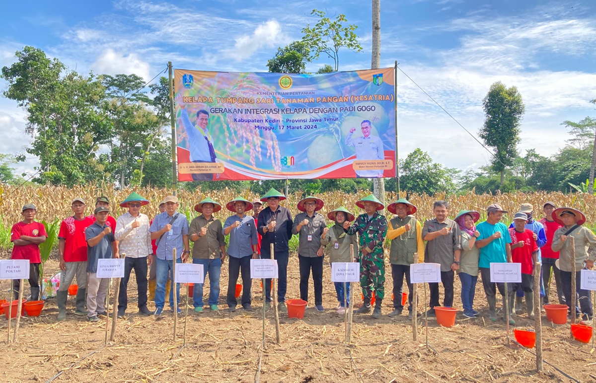 Kementan melakukan penenanman padi gogo di antara lahan kepala di Provinsi Jawa Timur.