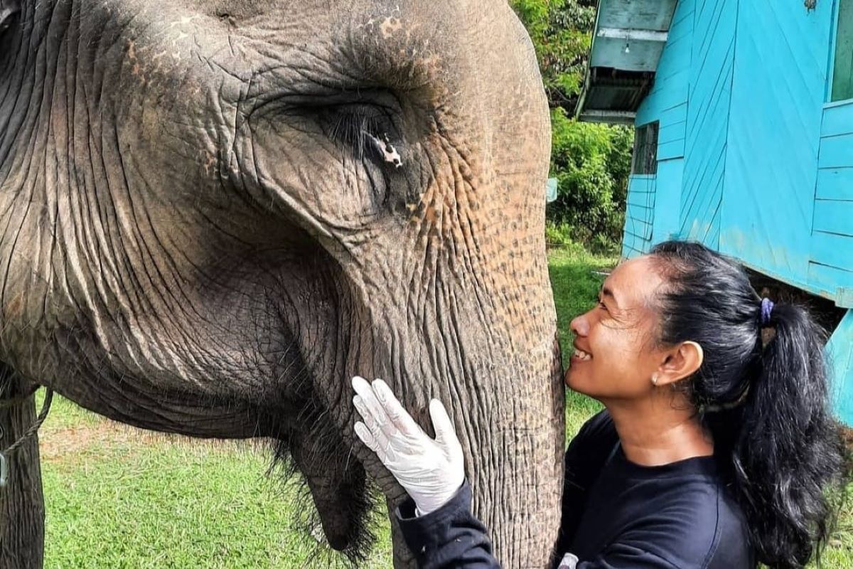 Erny Suyanti sedang merawat gajah.