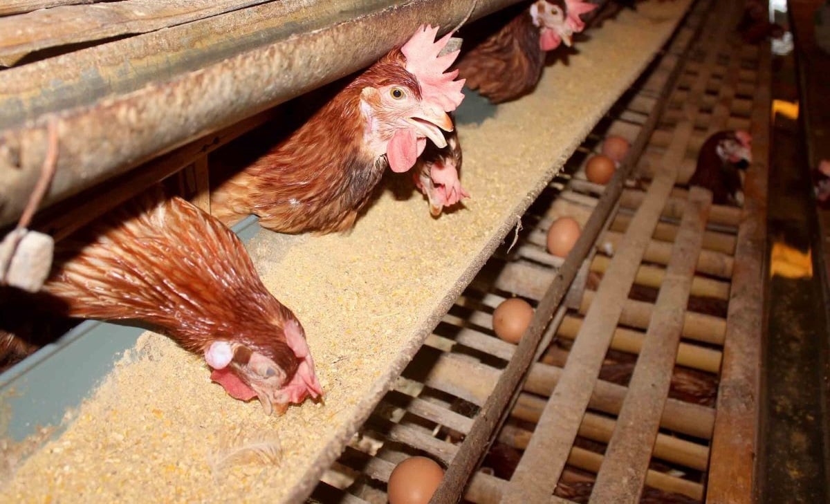 Pasar Murah Digeber, Harga Telur Mulai Turun