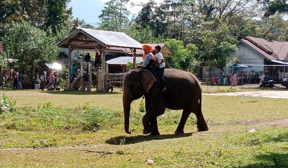 Sekolah Gajah Saree Jadi Lokasi Wisata Liburan Favorit di Aceh.