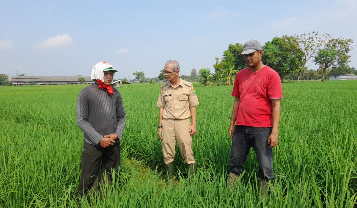 Petani mendengarkan pengarahan dari penyuluh pertanian di lahan pertanian miliknya di Desa Wiyong, Kecamatan Susukan, Kabupaten Cirebon