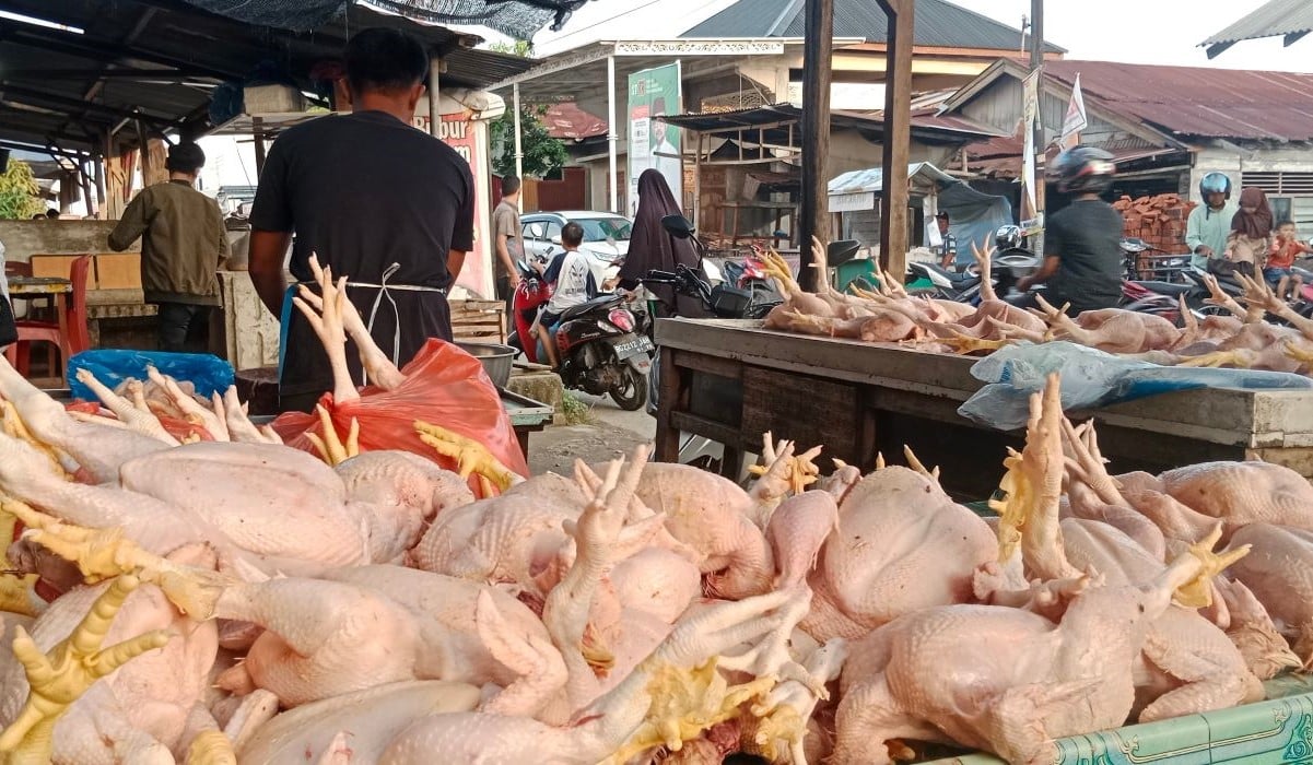 Harga Ayam Potong di Palu Meroket Menjelang Ramadan
