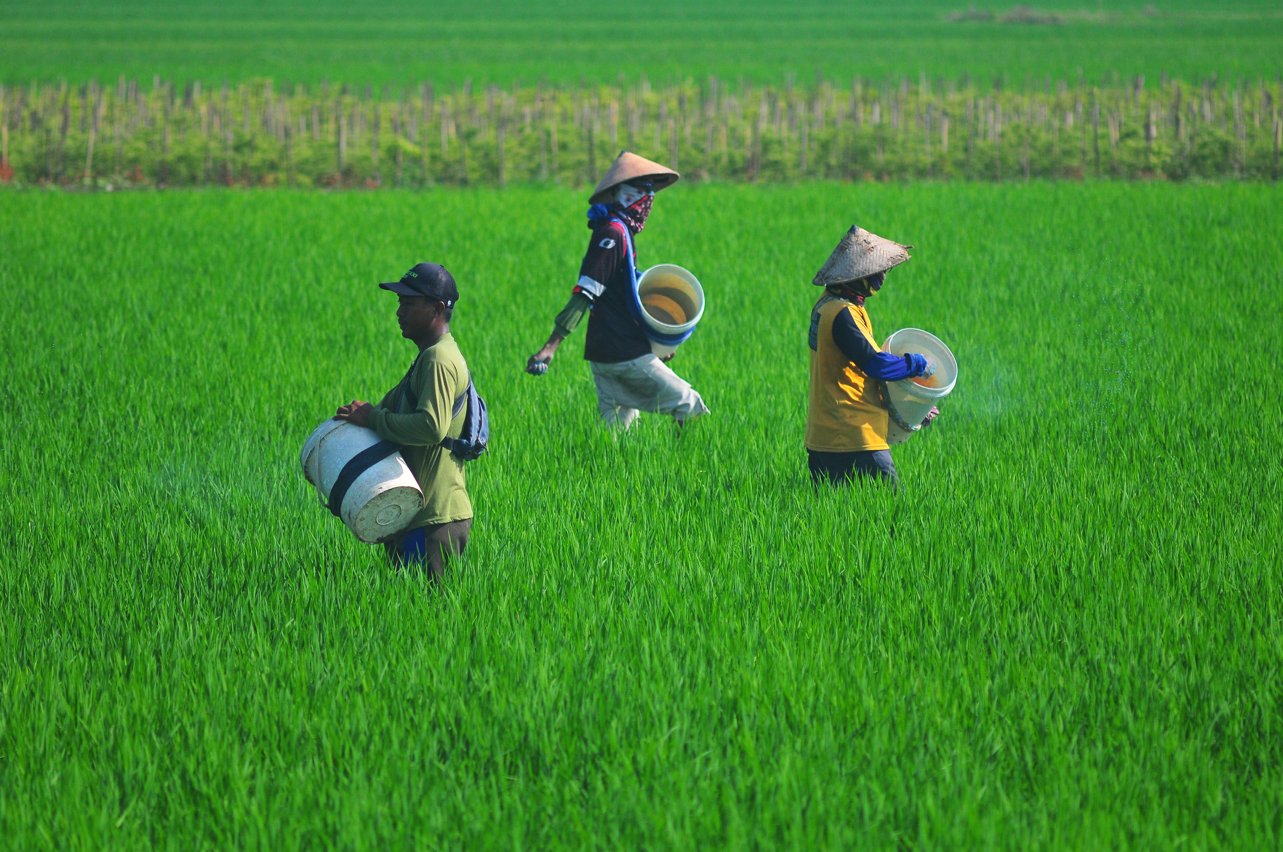 Petani memupuk tanaman padi di persawahan