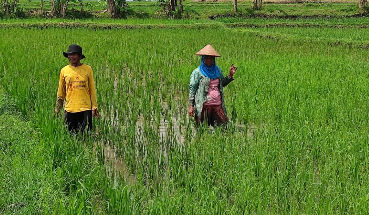 Petani di wilayaj Solo Raya sedang menggarap dan merawat tanaman padi miliknya. 