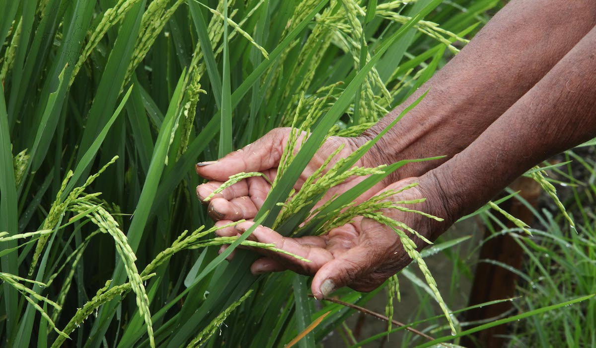 Kenaikan harga gabah pemicu harga beras