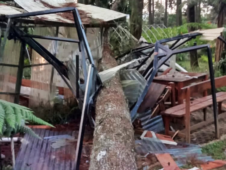 Pohon tumbang di kawasan hutan Cikole, Lembang, Kabupaten Bandung Barat.