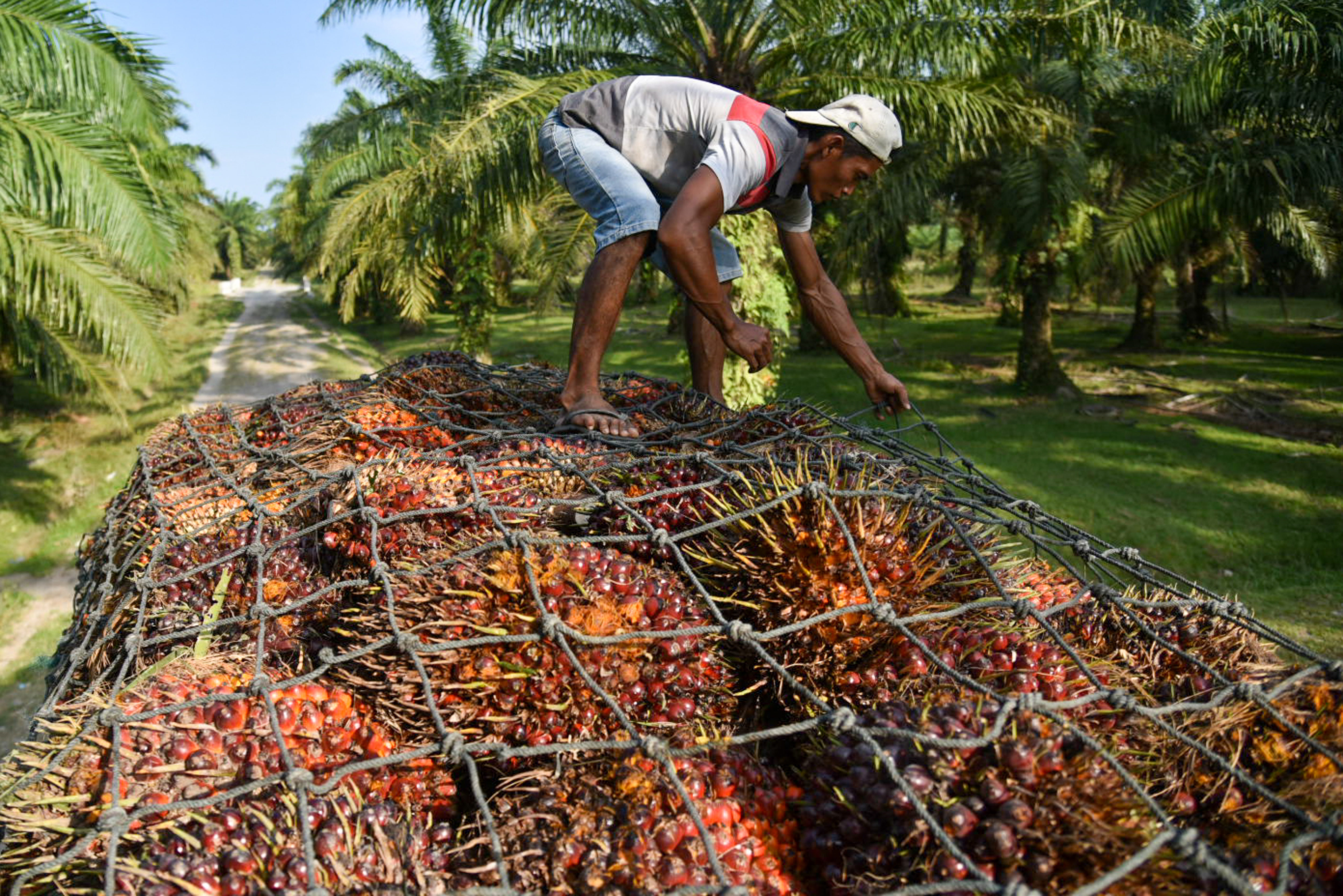Ilustrasi: pekerja menata tandan buah kelapa sawit ke atas truk di Deli Serdang, Sumatera Utara 