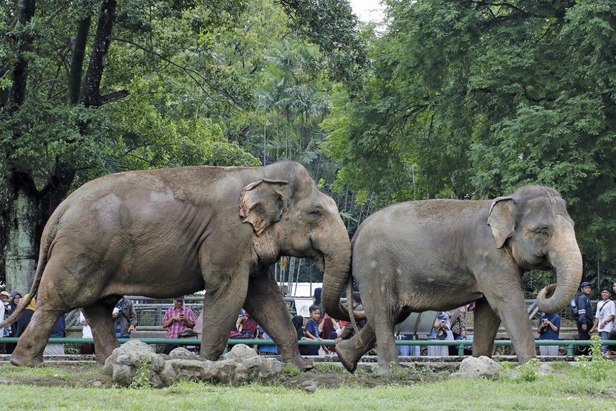 Dua gajah di Kebun Binatang Ragunan