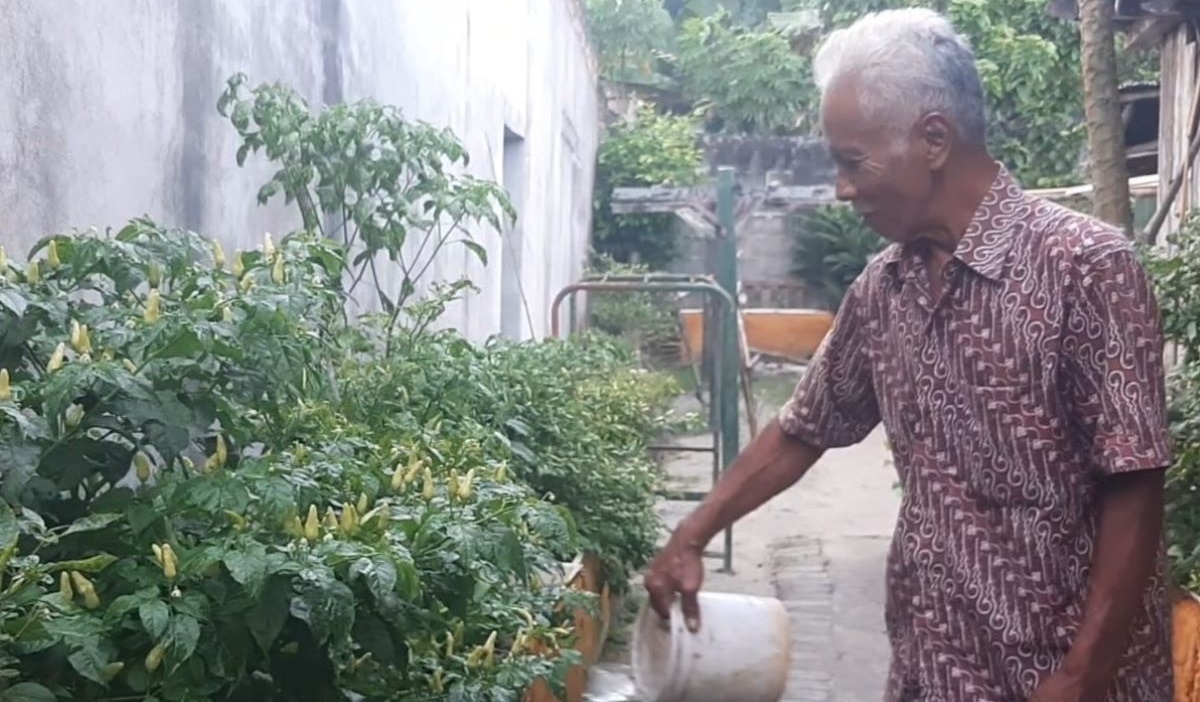 Kakek di Bangka panen cabai di boks kulkas bekas.