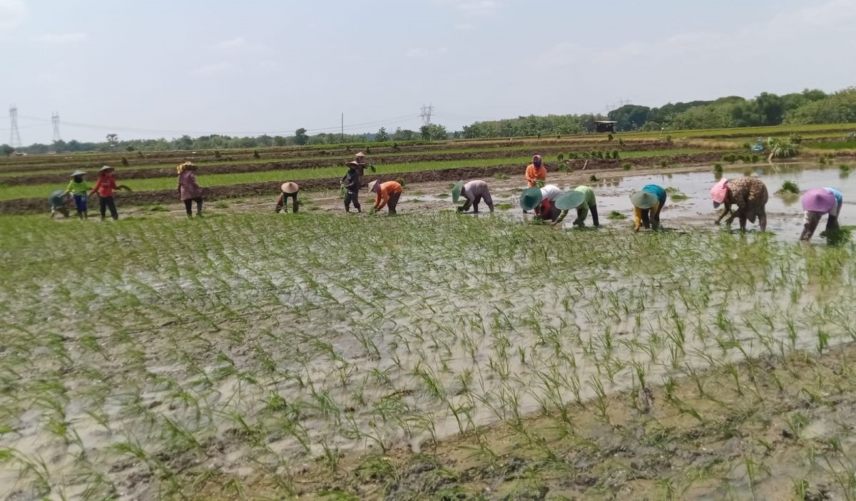 Petani Lamongan mengolah lahan tadah hujan.