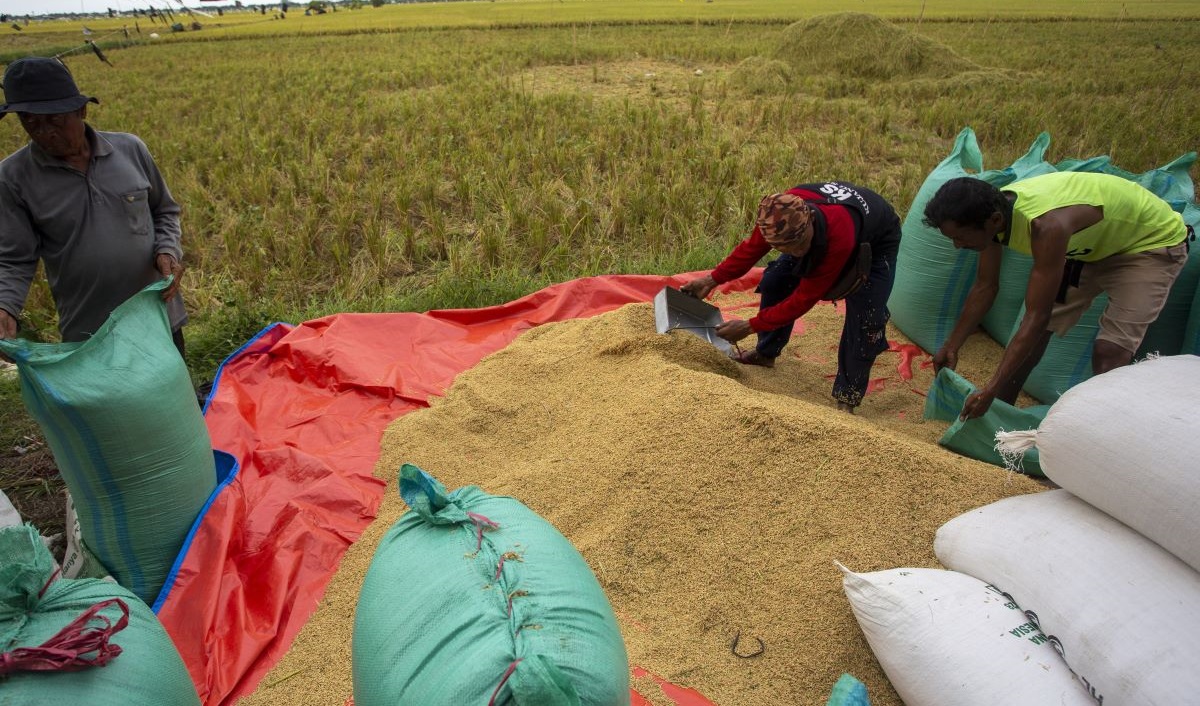 Petani memanen padi di Desa Penganjang, Kecamatan Sindang, Indramayu, Jawa Barat, Senin (4/3/2024).