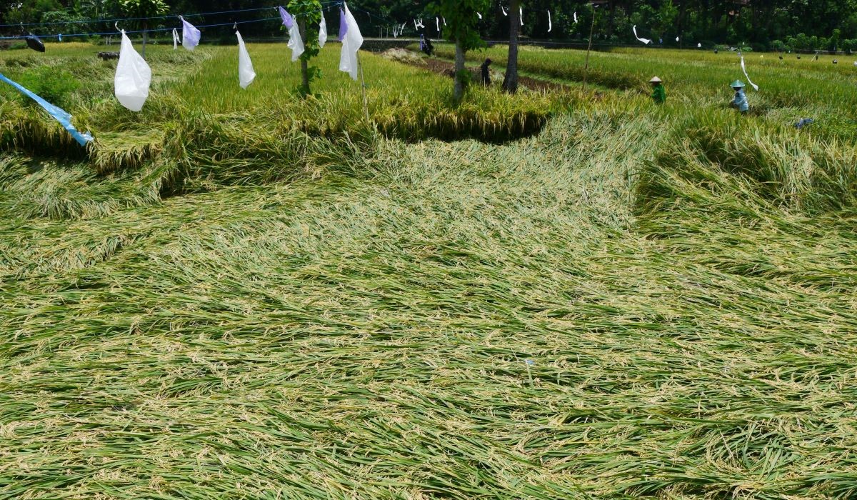 Petani memanen lebih awal padi yang roboh akibat hujan disertai angin di Ngindeng, Sawoo, Ponorogo 