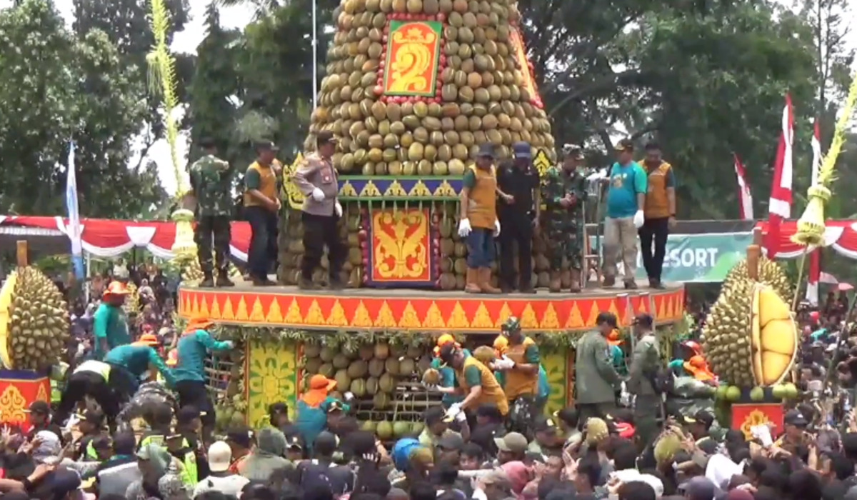Warga berlomba mendapatkan durian di tradisi syukuran petani lereng gunung Anjasmoro.