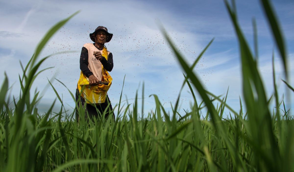 Petani memupuk tanaman padi di Kabupaten Gowa