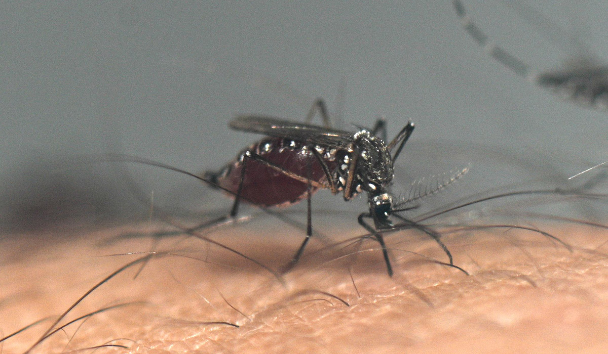 Nyamuk Aedes aegypti yang menularkan virus DBD ke manusia. 