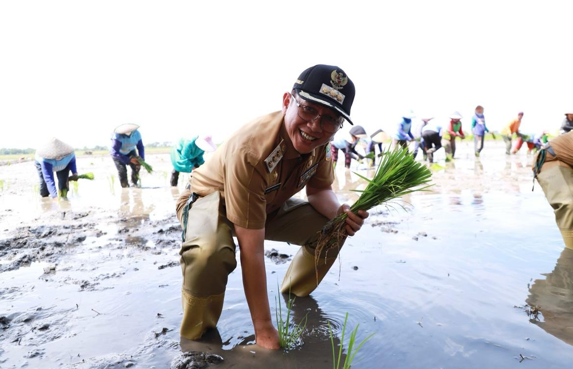 Pj Bupati Bekasi, Dani Ramdan saat menanam varietas padi lokal Pusaka Bhagasasi