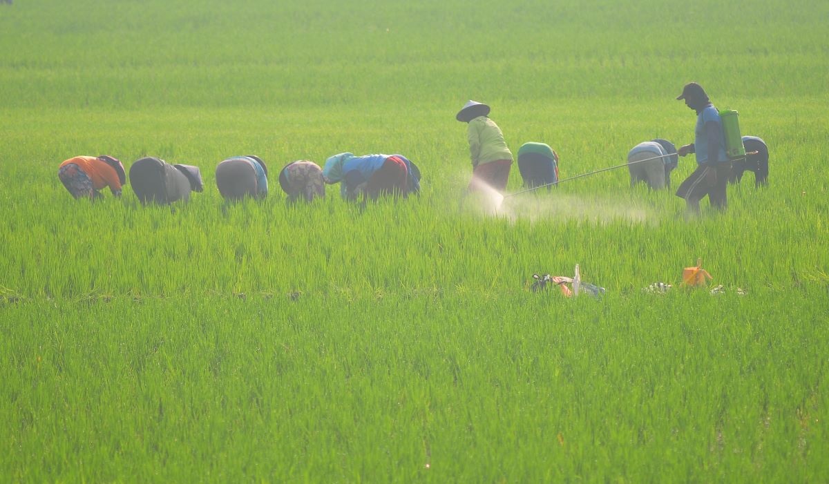 Sri Mulyani Segera Teken SK Tambahan Subsidi Pupuk