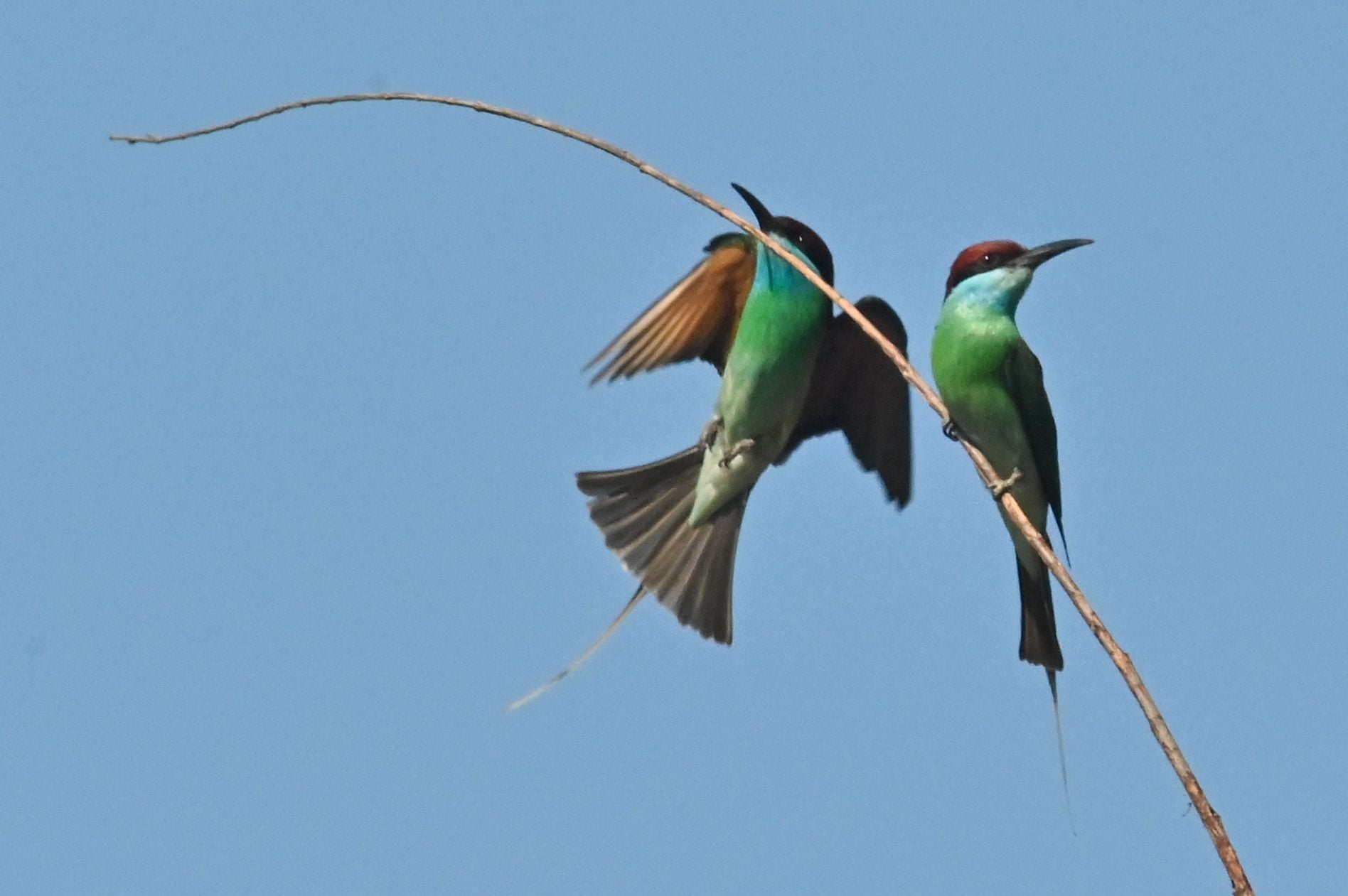 Ilustrasi: Burung dan Serangga lebih Efektif Basmi Hama dan Meningkatkan Hasil Panen