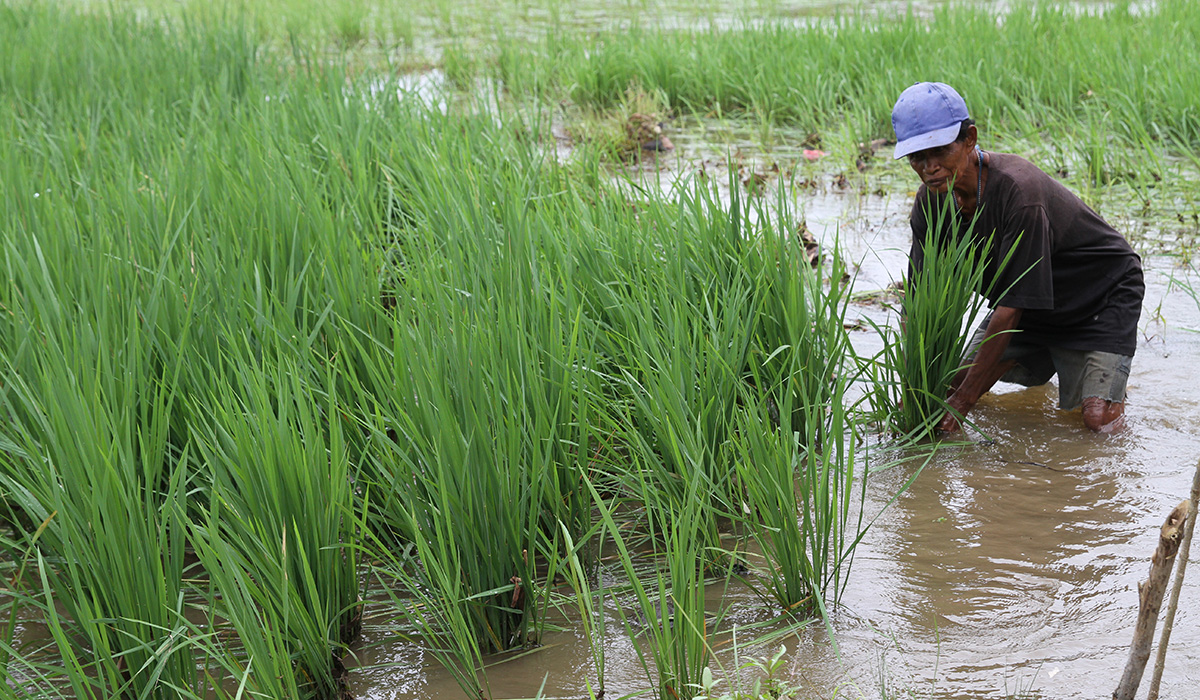 Petani di Sultra Diberi Bimbingan untuk Hadapi Perubahan Iklim