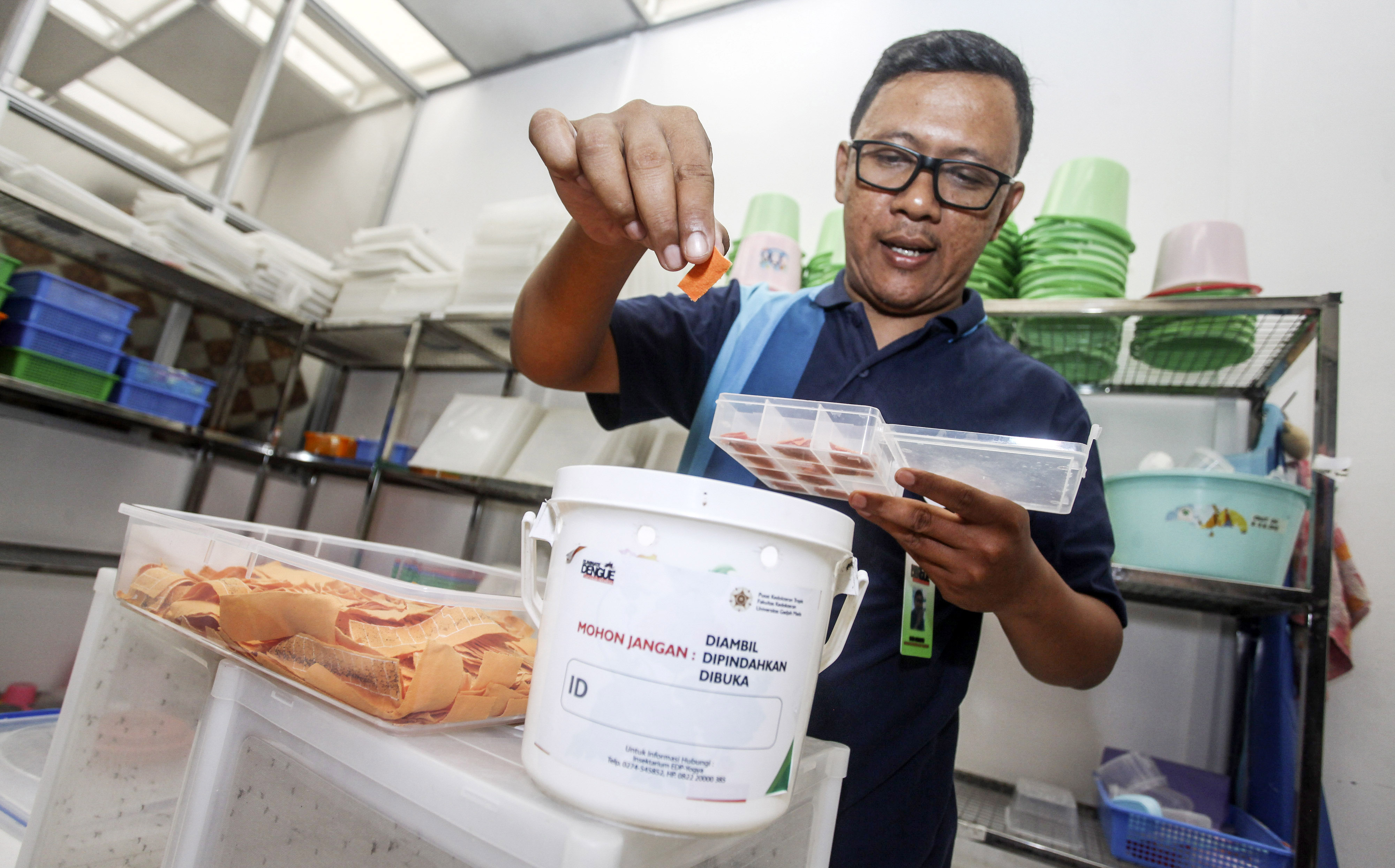 Peneliti menunjukkan  telur nyamuk aedes aegypti ber-wolbachia 