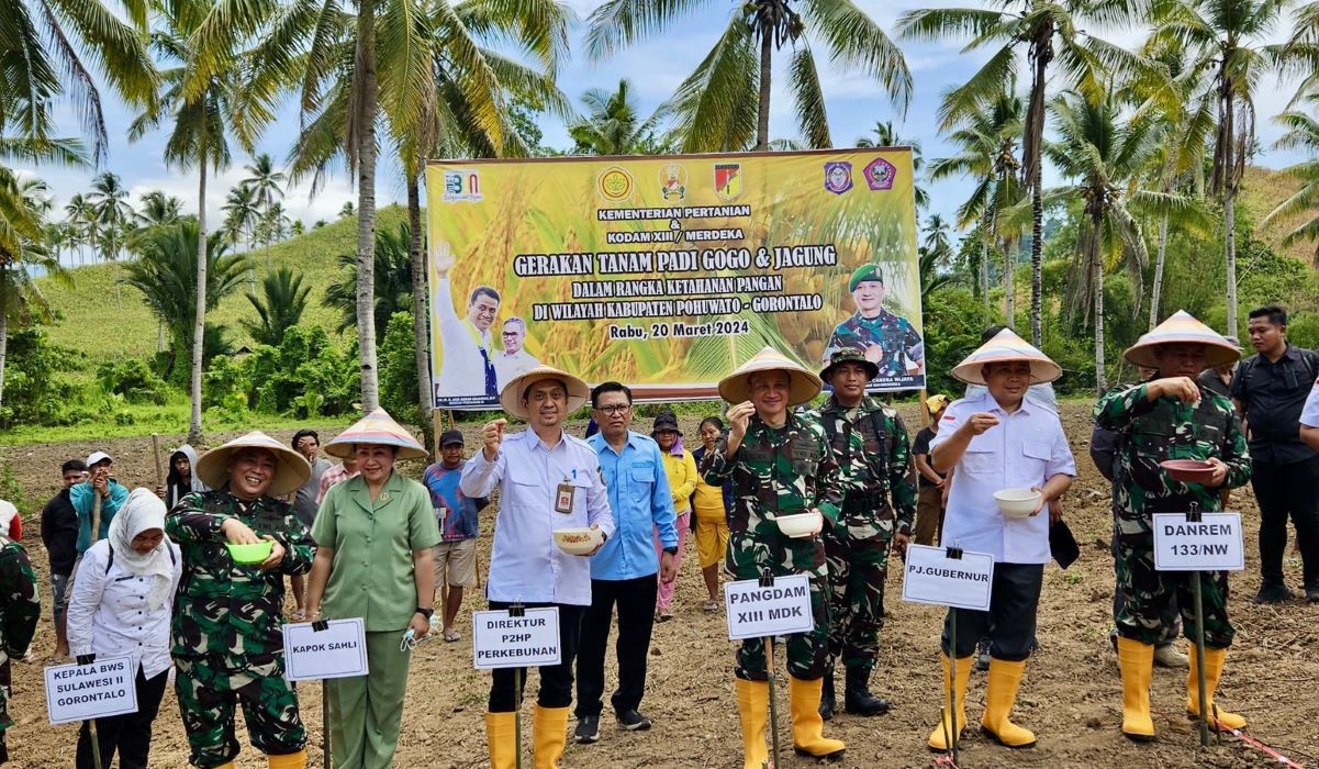 Kementan mengoptimalkan lahan kelapa sawit dengan melakukan Program Tumpangsari Tanaman Sela/Pangan (Kesatria)