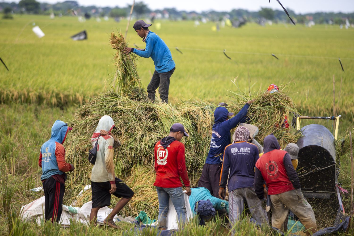 Petani memanen padi di Desa Penganjang, Kecamatan Sindang, Indramayu, Jawa Barat.
