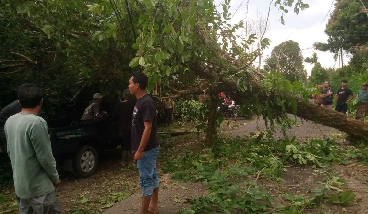 Pohon tumbang menimpa kendaraan pikap di Jalan Bilok Sidan Keamatan Petang, Badung, Bali, Rabu 13 Maret 2024.