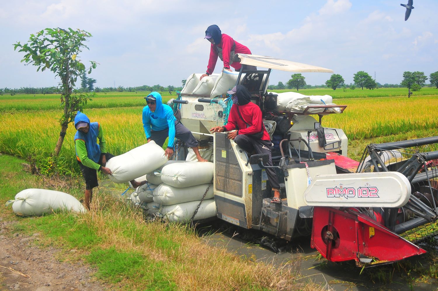 Petani mengangkut gabah usai panen.
