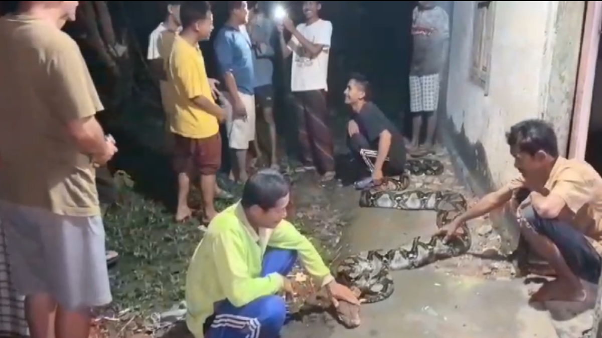 Warga menangkap ular piton.