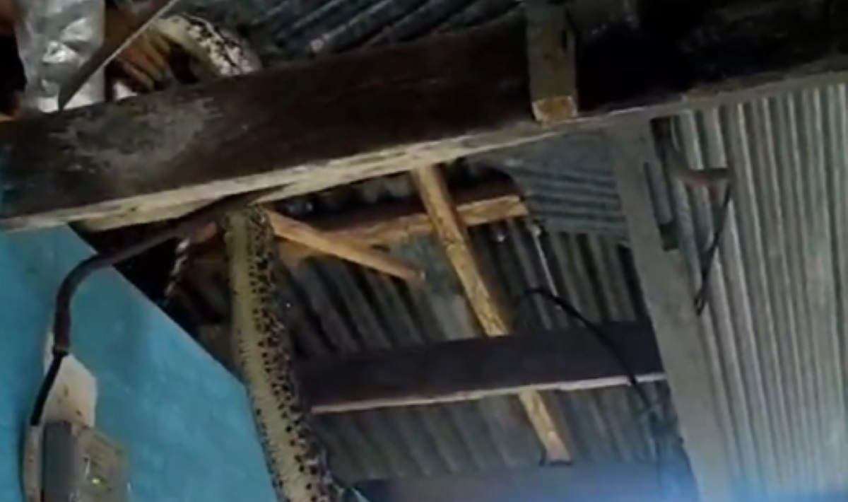 Bagian badan ular piton yang ditarik pemadam kebakaran.