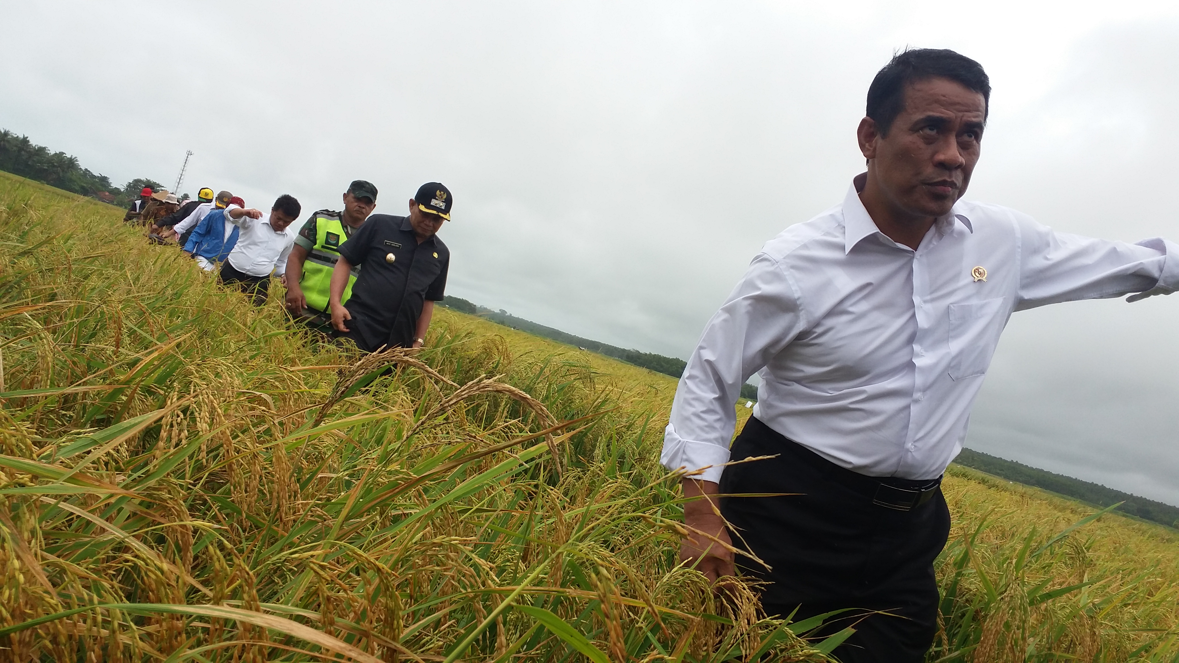 Kabupaten Sukabumi Memasuki Masa Panen, Produksi GKG Capai 252.351 Ton