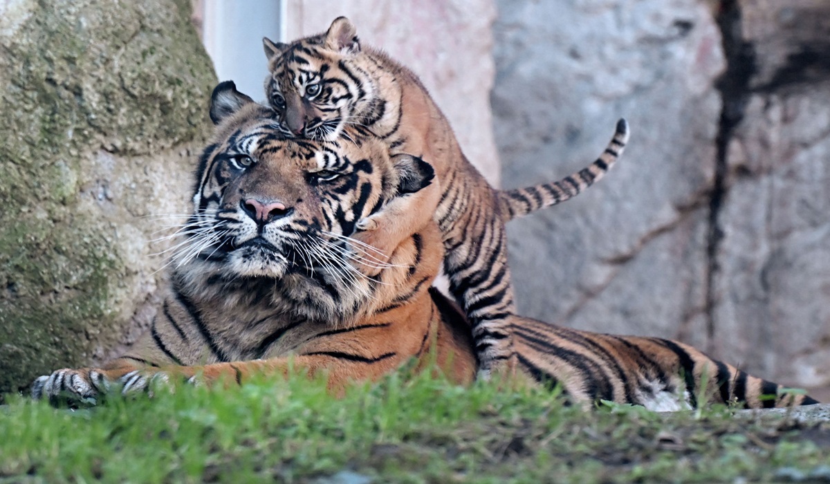 Anak harimau Sumatra, Kala, bermain dengan ayahnya Kasih di Kebun Binatang di Roma, Italia.