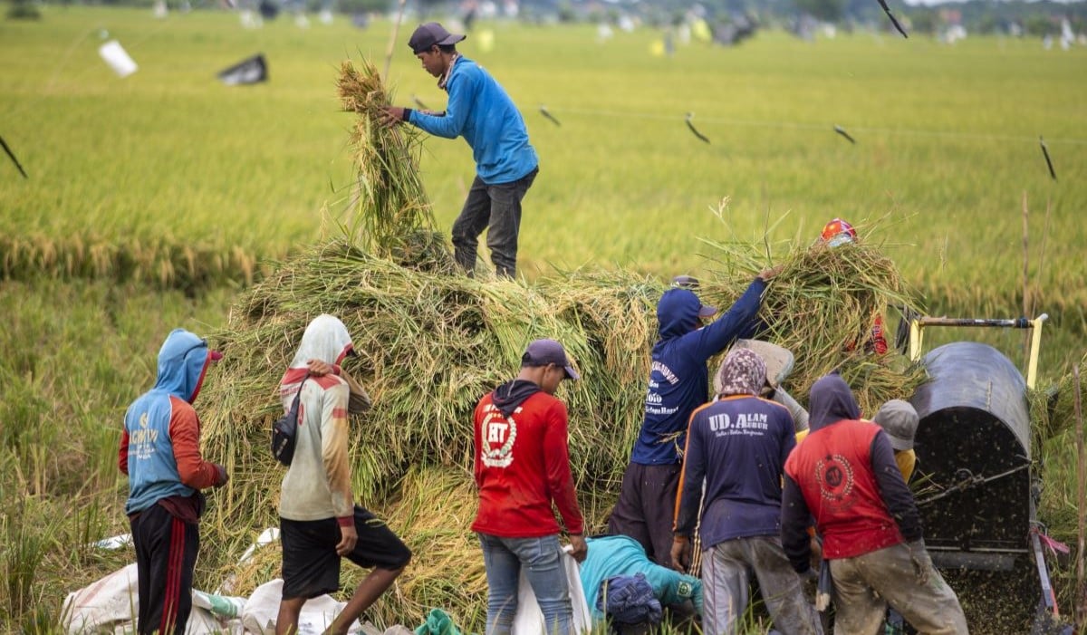 Petani memanen padi di Desa Penganjang, Kecamatan Sindang, Indramayu, Jawa Barat 