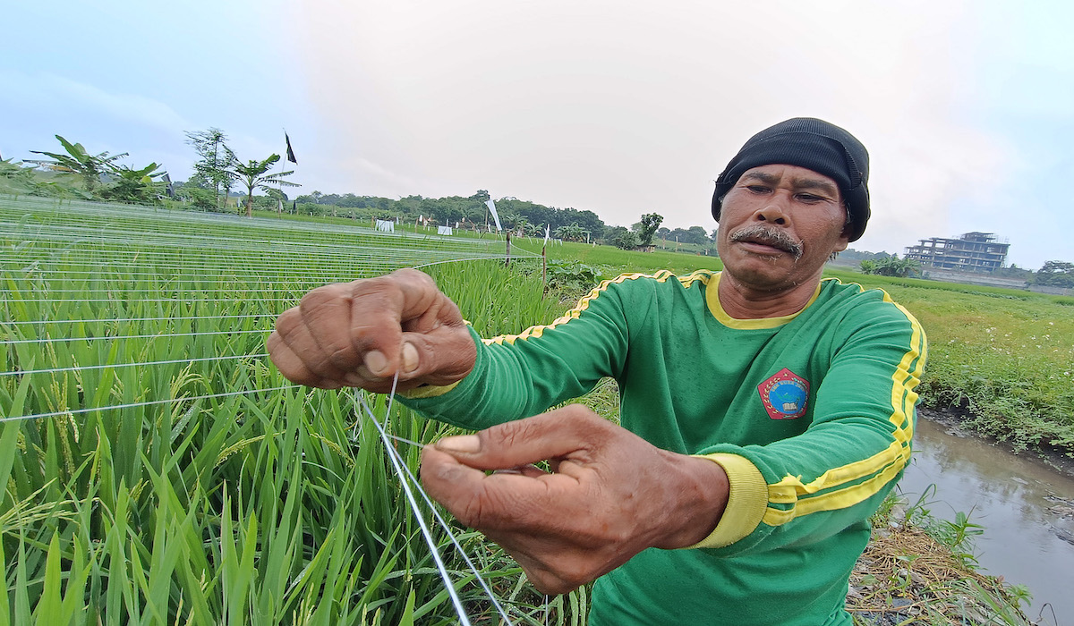 Ihdat, petani penggarap membentangkan benang-benang untuk menghalau burung di areal persawahan Kampung Pulocangkir, Curug Wetan, Tangerang.