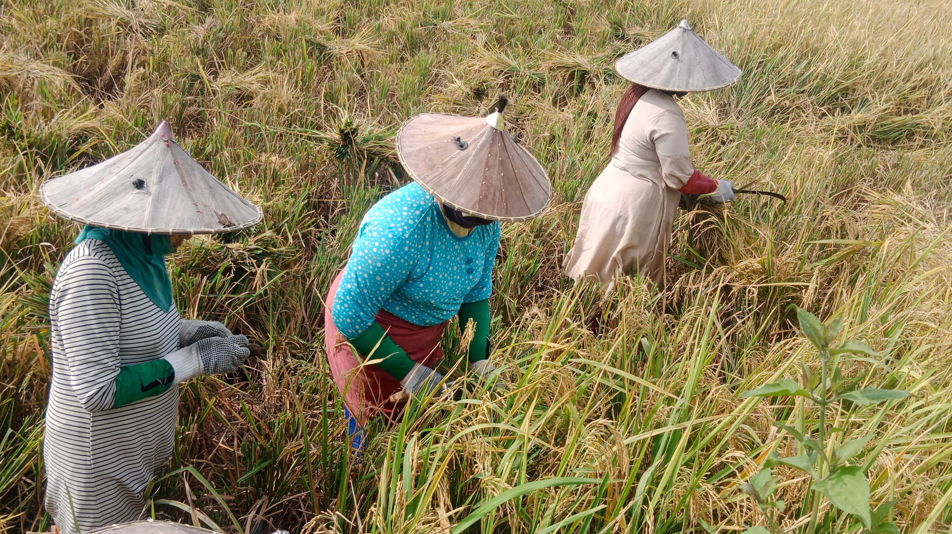 Petani di Kabupaten Pidie, Provinsi Nangroe Aceh Darussalam, memanen sawah mereka.