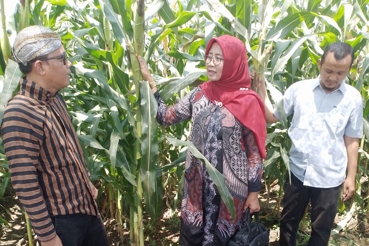 Kepala DKPP Klaten, Widiyanti, didampingi Regional Manager PT Syngenta Teguh Arif Wicaksono, mengamati tanaman jagung.