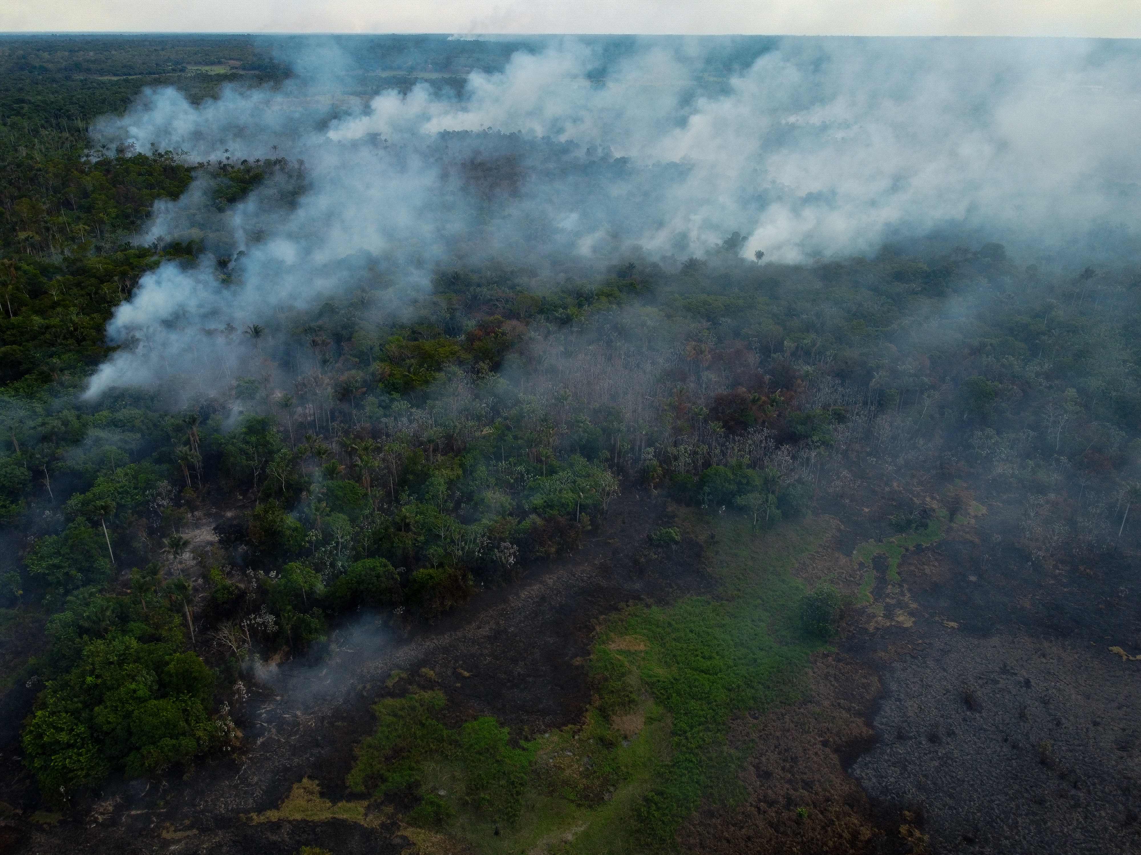 Hutan Tropis di Amazon, di Brasil
