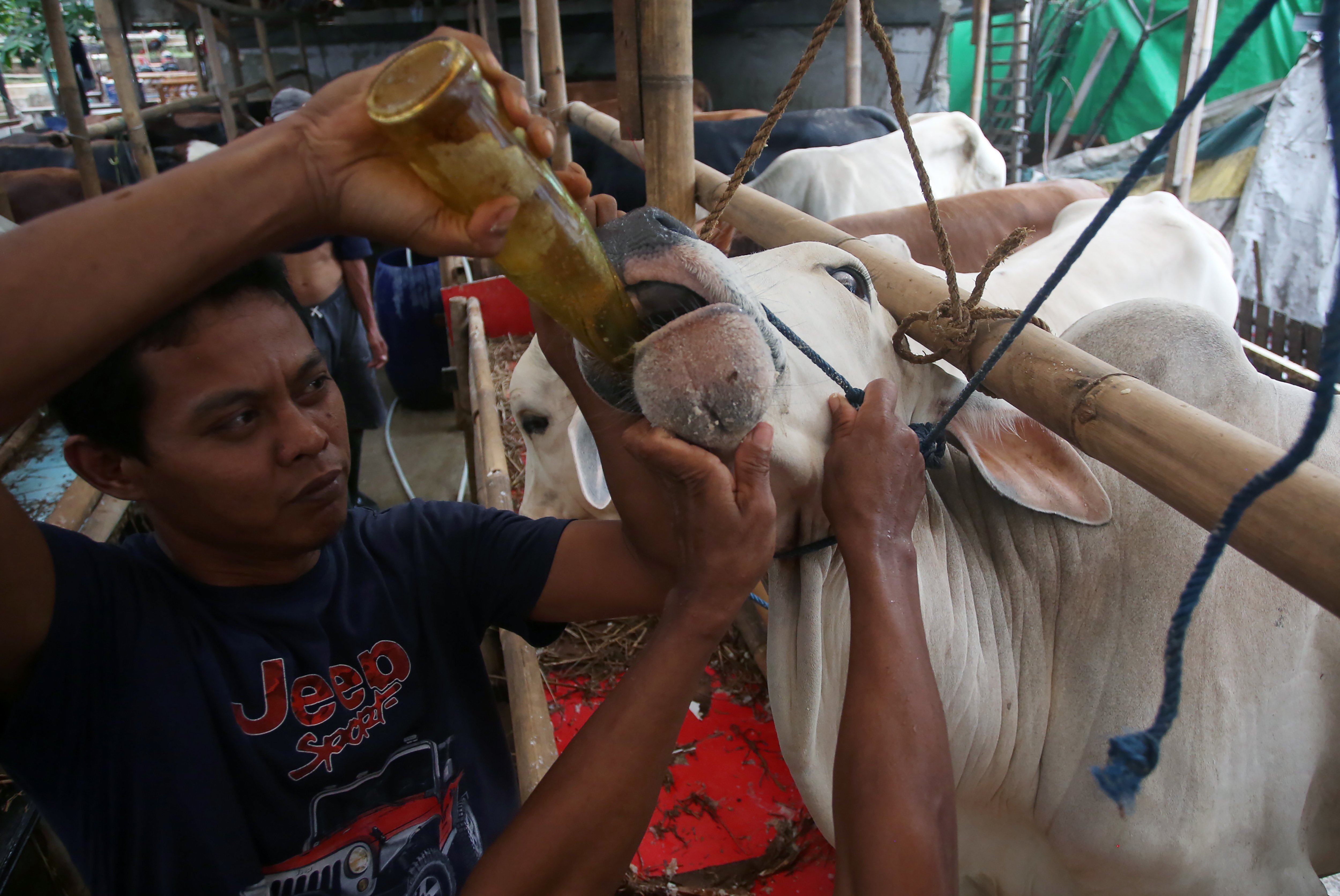 Pedagang memberi jamu dan vitamin kepada sapi yang dijual di lapak hewan kurban Restu Slamet, Petukangan, Jakarta, Selasa (20/6/2023).