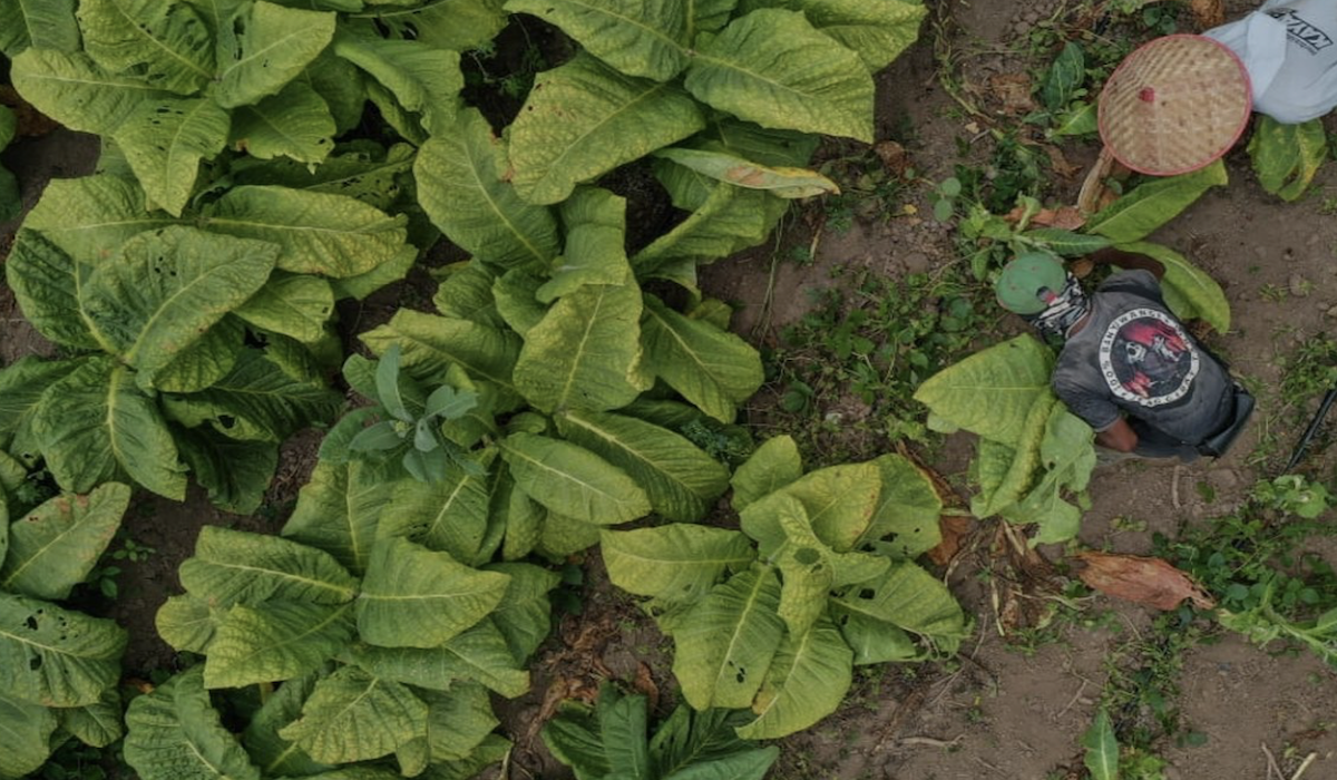 Mata pencaharian petani tembakau