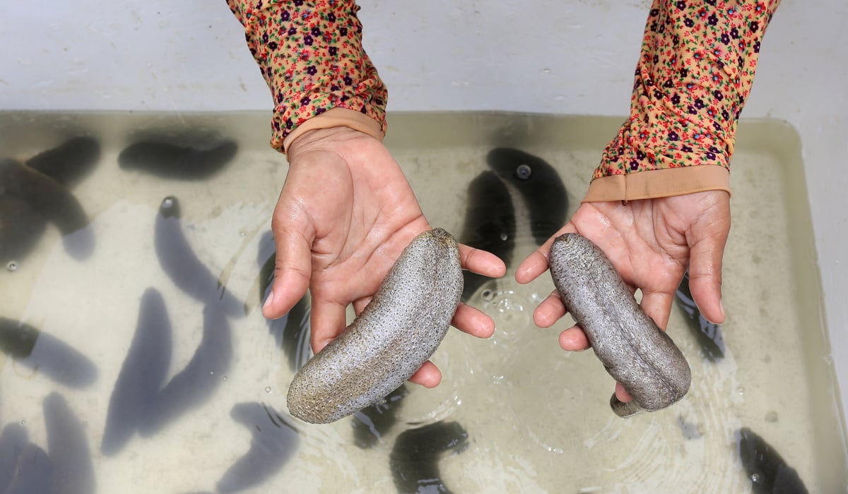 Petambak mengumpulkan teripang laut (Holothuria scabra) hasil budi daya di desa Balongan, Indramayu, Jawa Barat.