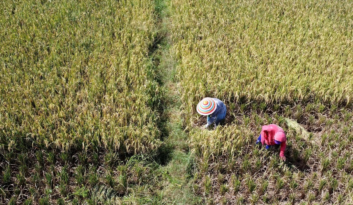 Ilustrasi: petani memanen padi di areal persawahan Kecamatan Kabila, Kabupaten Bone Bolango, Gorontalo